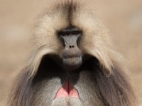 Gelada (Theropithecus gelada)