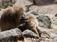 Gelada (Theropithecus gelada)