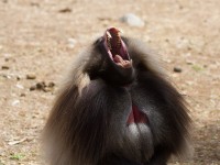 Gelada (Theropithecus gelada)