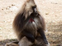 Gelada (Theropithecus gelada)