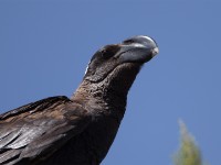 Thick-billed Raven (Corvus crassirostris)