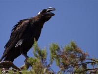 Thick-billed Raven (Corvus crassirostris)