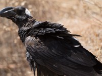 Thick-billed Raven (Corvus crassirostris)