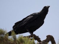 Fan-tailed Raven (Corvus rhipidurus)