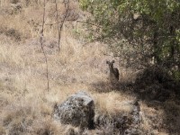 Klipspringer (Oreotragus oreotragus)