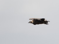 Rüppell's Vulture (Gyps rueppelli)