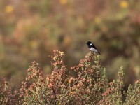 African Stonechat (Saxicola torquatus albofasciatus)