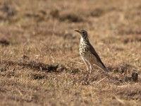 Groundscraper Thrush (Turdus litsitsirupa)