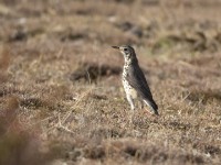 Groundscraper Thrush (Turdus litsitsirupa)