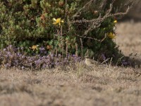 Long-billed Pipit (Anthus similis)