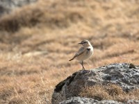 Isabelline Wheatear (Oenanthe isabellina)