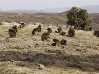 Gelada (Theropithecus gelada)