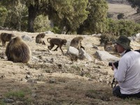 Gelada (Theropithecus gelada)