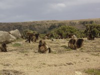 Gelada (Theropithecus gelada)