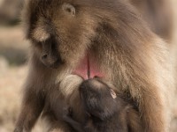 Gelada (Theropithecus gelada)