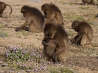 Gelada (Theropithecus gelada)