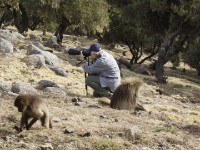 Gelada (Theropithecus gelada)