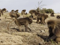 Gelada (Theropithecus gelada)