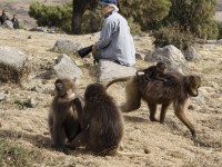 Gelada (Theropithecus gelada)