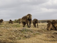 Gelada (Theropithecus gelada)