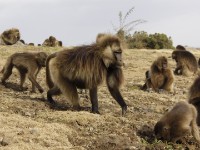 Gelada (Theropithecus gelada)