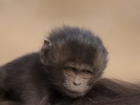 Gelada (Theropithecus gelada)