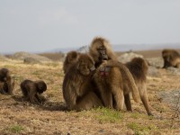 Gelada (Theropithecus gelada)