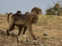 Gelada (Theropithecus gelada)