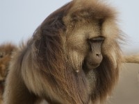 Gelada (Theropithecus gelada)