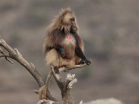 Gelada (Theropithecus gelada)