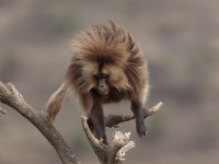 Gelada (Theropithecus gelada)