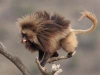 Gelada (Theropithecus gelada)