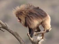 Gelada (Theropithecus gelada)