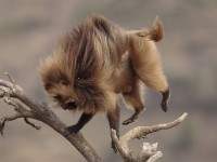 Gelada (Theropithecus gelada)