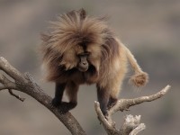 Gelada (Theropithecus gelada)