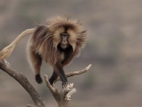 Gelada (Theropithecus gelada)