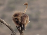 Gelada (Theropithecus gelada)