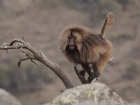 Gelada (Theropithecus gelada)