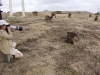 Gelada (Theropithecus gelada)