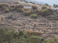 Gelada (Theropithecus gelada)