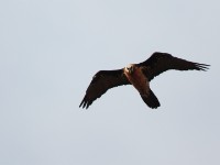 Bearded Vulture (Gypaetus barbatus)