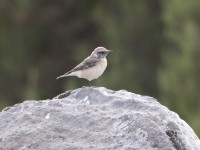 Pied Wheatear (Oenanthe pleschanka)