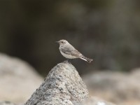 Pied Wheatear (Oenanthe pleschanka)