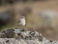 Pied Wheatear (Oenanthe pleschanka)