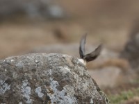 Pied Wheatear (Oenanthe pleschanka)