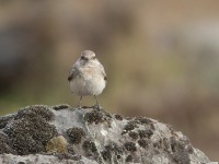 Pied Wheatear (Oenanthe pleschanka)