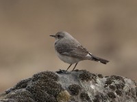 Pied Wheatear (Oenanthe pleschanka)