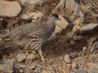 Erckel's Francolin (Pternistis erckelii)