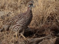 Erckel's Francolin (Pternistis erckelii)