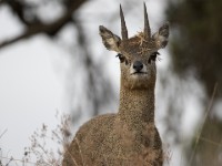 Klipspringer (Oreotragus oreotragus)